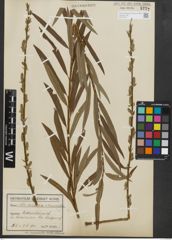 Foto von Salix purpurea L. x Salix viminalis L.